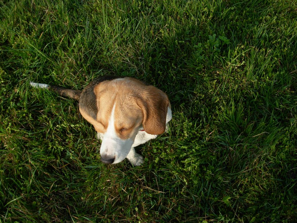 Teo 